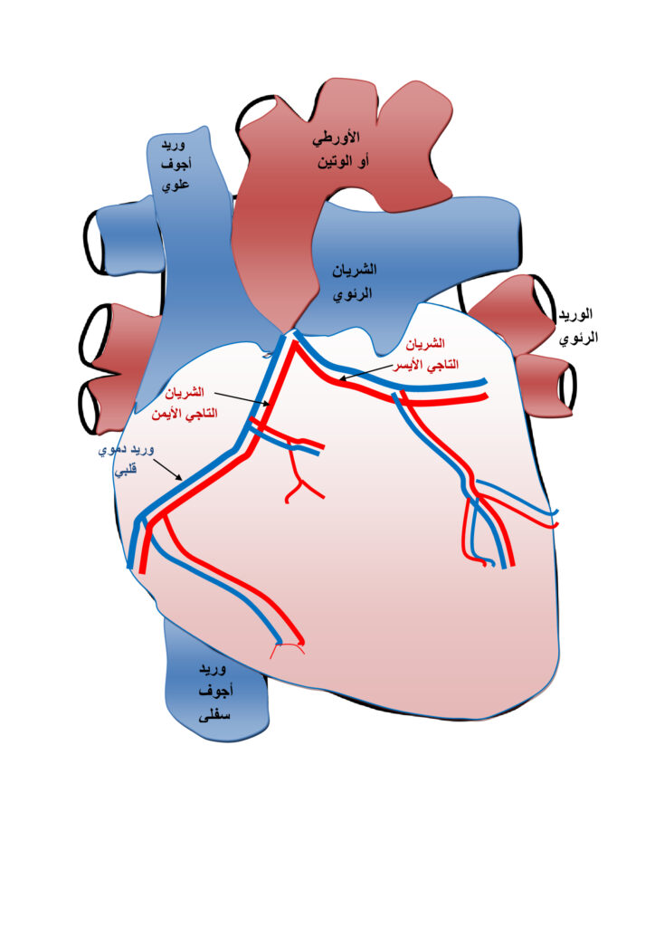 الشرايين التاجية