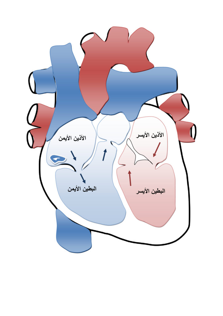 اجزاء القلب