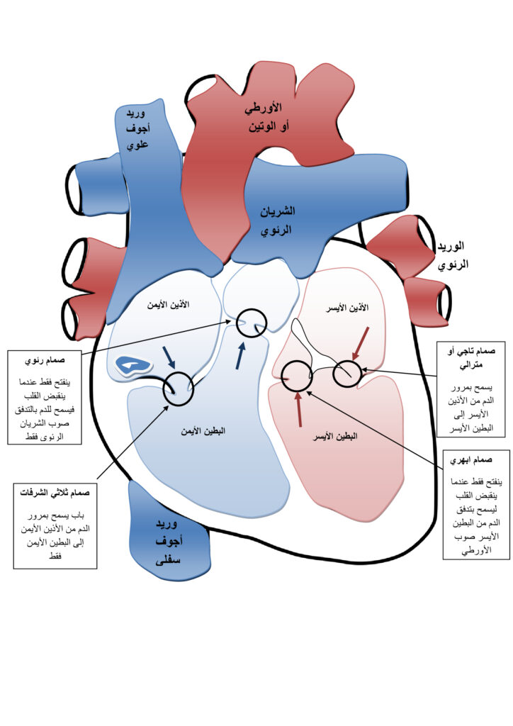 صمامات القلب